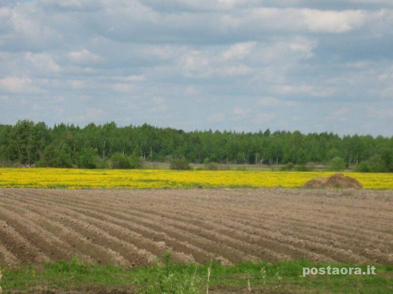 Vendo terreno agricolo vicino Braciano