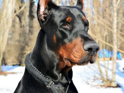 Dobermann 6 mesi